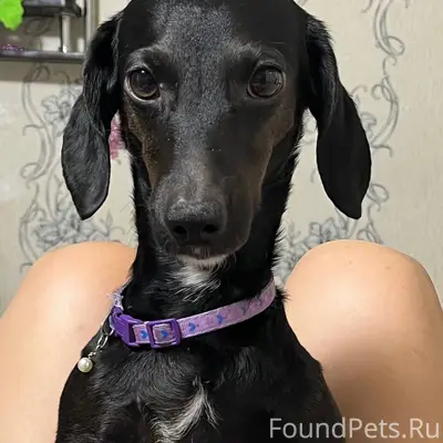 Потеряна собака в районе "Спец...