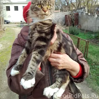 Найдена кошка. Район оптика. #...