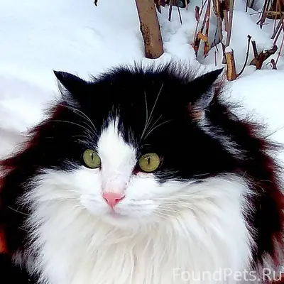 ПРОПАЛ КОТ❗️❗️❗️ 13 декабря вы...