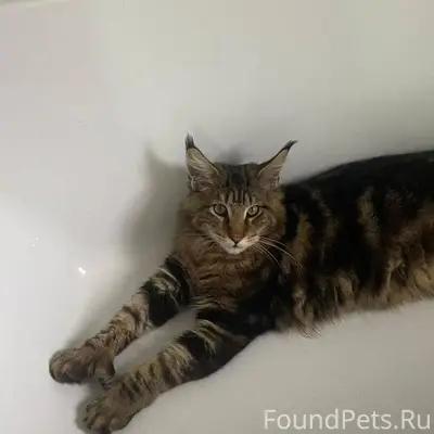 Пропал кот в районе переулок У...