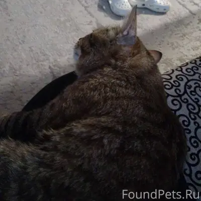 Пропал кот, просьба писать все...