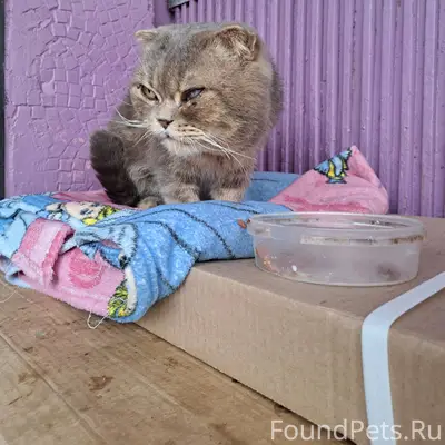 Найден кот,выброшен на Димитро...