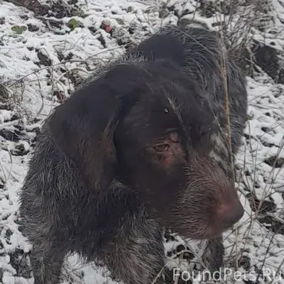 ПРОПАЛА СОБАКА Пропал любимый ...