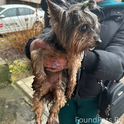 Чья потерялась собака ? Бегала...