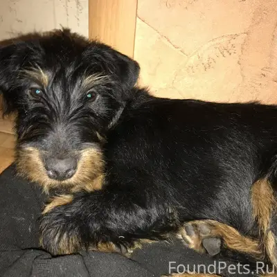 Вчера пропала собака кличка Ро...