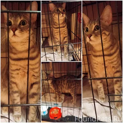 Новочебоксарск. Зайку бросила ...