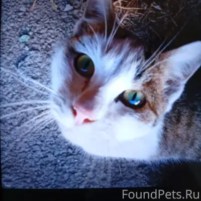 Пропал кот по кличке Мурзик во...