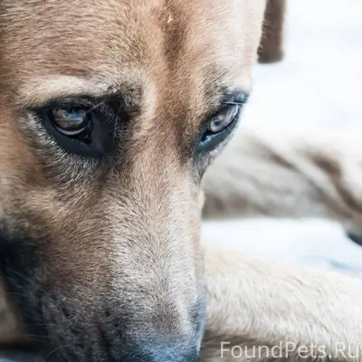 «Потерялся»: пес проехал в эле...