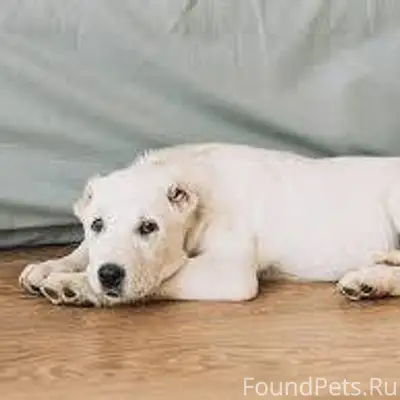 Чья-то белая Собака похоже сбе...