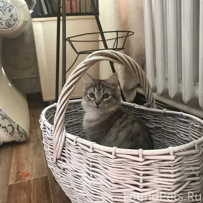 Потерялась кошка Василиса, на ...