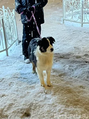 Сегодня утром на прогулке с ул...