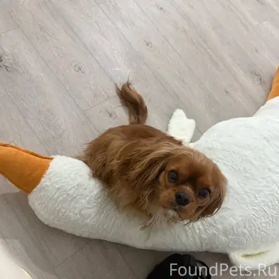 Админ, пропусти пожалуйста! По...