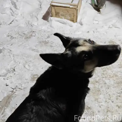 Найдена собака в районе крытог...