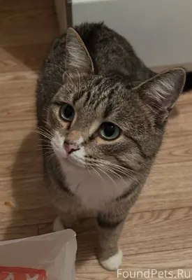 Найден кот, бежал до самой ква...