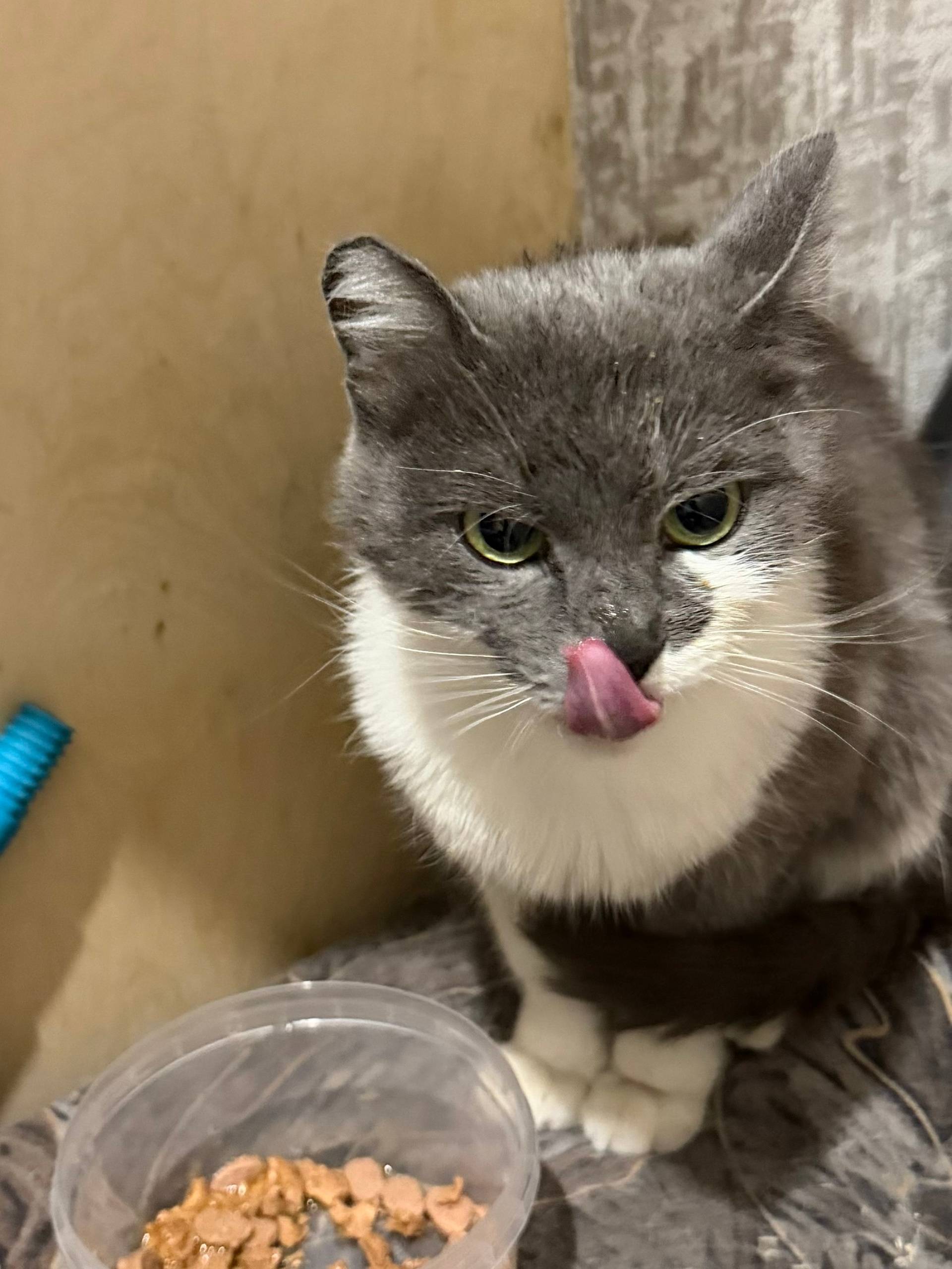 Чья потеряшка? Молодая кошечка...