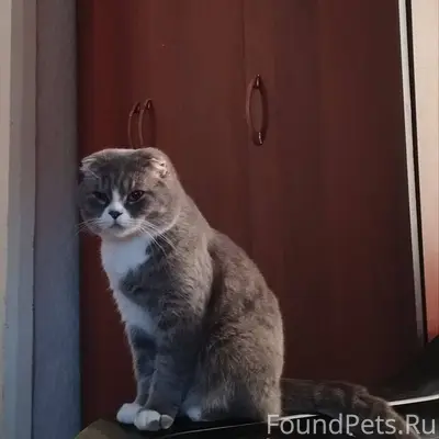 Пропал кот в районе лесхоза, о...