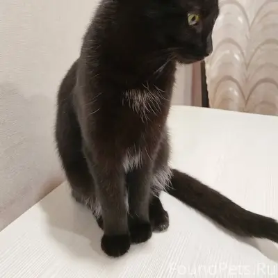 Молодая красивая кошечка ищет ...