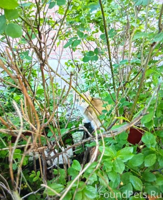 Пропал рыженький кот породы ши...