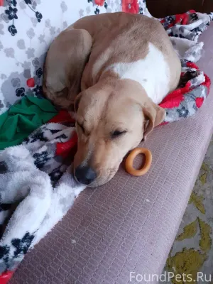 Найдена собака, ищем старых ил...