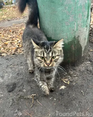 🆘 СРОЧНО! Домашняя кошечка пог...