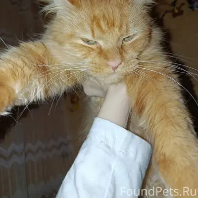 Найден кот, у Центра моды. Лас...