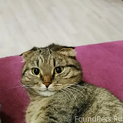 Пропала кошка на втором остров...