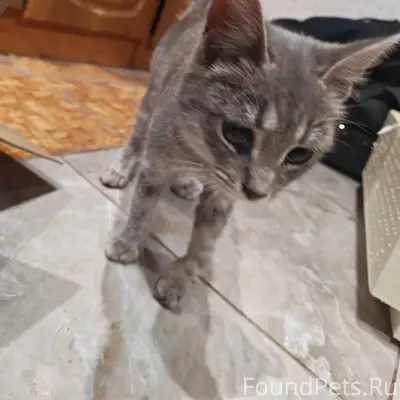 Найден котёнок. Возле МКОУ "Ив...