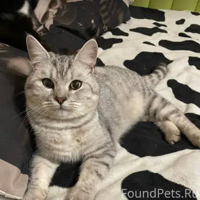 Пропал кот по кличке Чуба, в.....