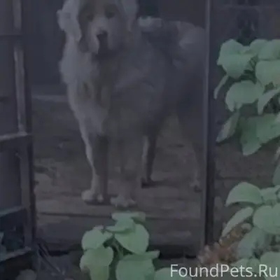 Пропал щенок тибетского мастиф...