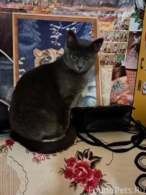 Пропала кошка, имя мирослава