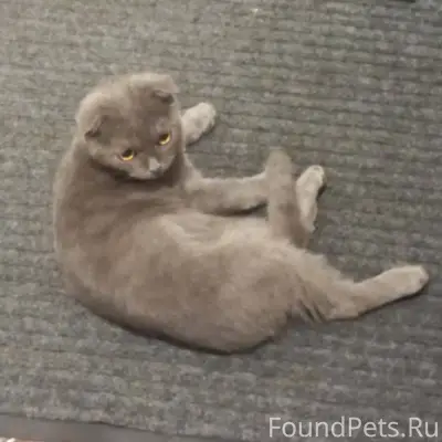 17.12.25 найден котёнок, мальч...