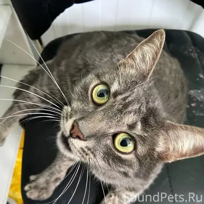 Найдена кошка на Елецком у ТЦ....