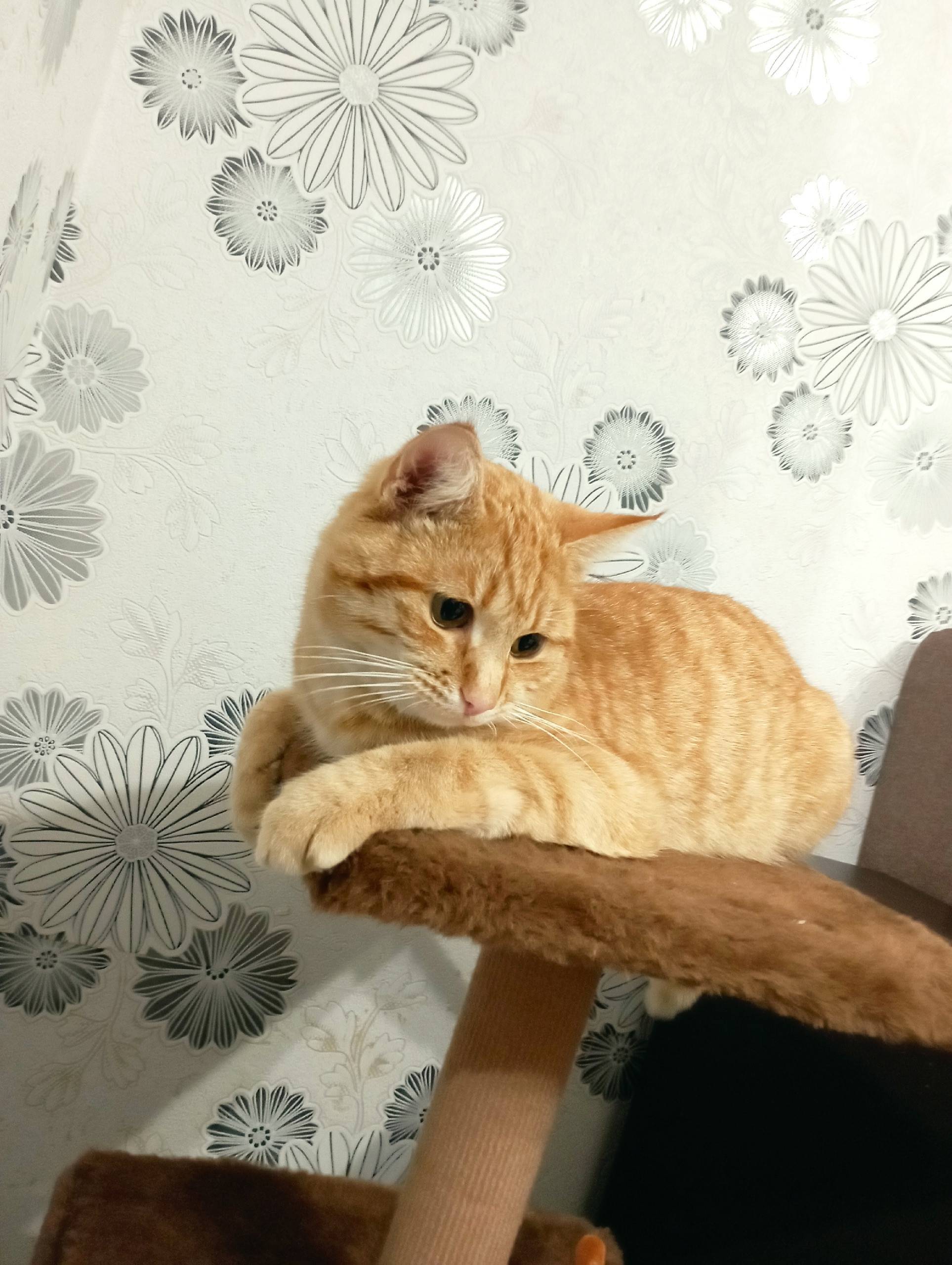 Пропал кот в районе улицы Лесн...