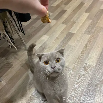 Найдена кошка в п. Вычегодском...