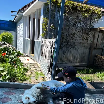 🆘 ПОТЕРЯЛСЯ ПЁС 🆘 Зовут Умка.....