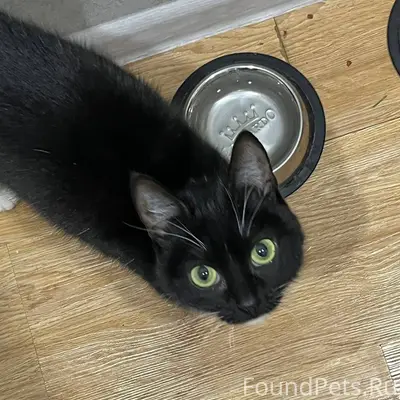 Была найдена кошка, по адресу ...