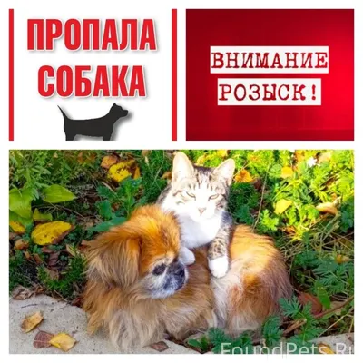 ‼️‼️ПОМОГИТЕ НАЙТИ‼️‼️ Посёлок...