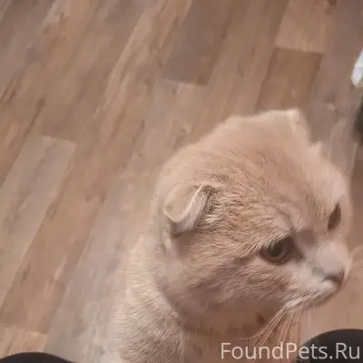 Пропал кот в районе набережной...