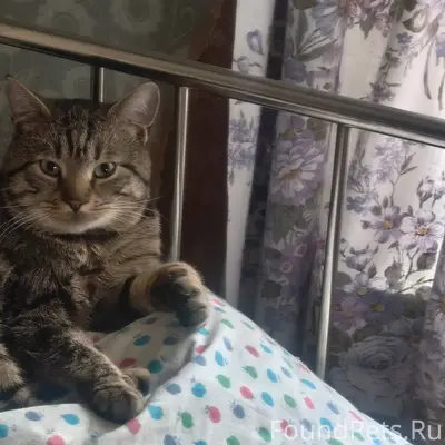 Пропал кот. Шуба полосатая, мо...