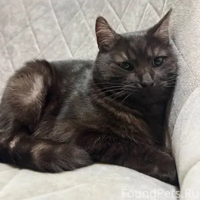 ‼️Найден кот в районе ресторан...