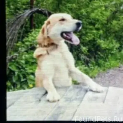 Пропала охотничья собака пород...