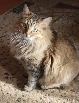 Новоульяновск, Ульяновск и и б...