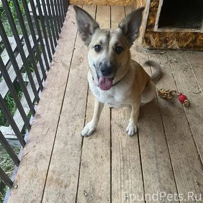 Пропала собака поле где фабрик...