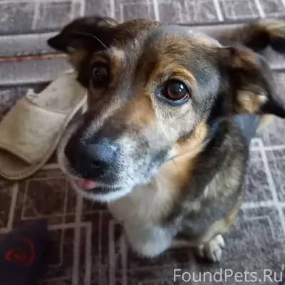 Потерялась собака, кличка Сень...