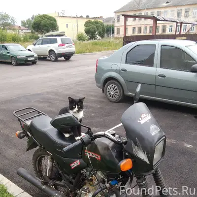 Пропал кот, кто видел напишите...