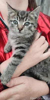 Классные которебята найдены по...