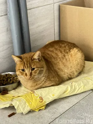 Найден кот в районе ул.Беломор...
