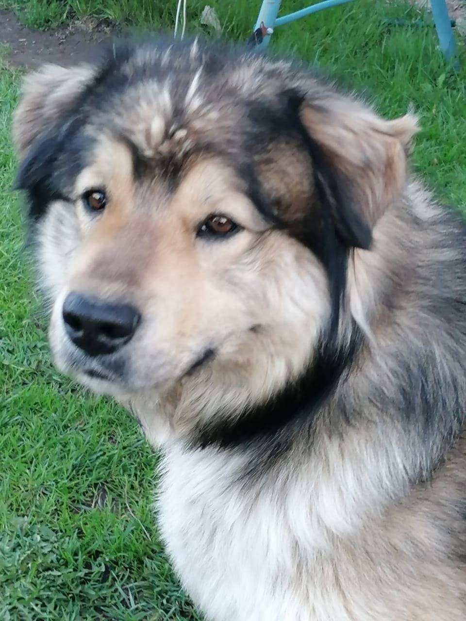 Пропала собака по клички Цезар...