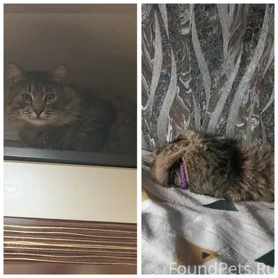 Здравствуйте всем! Пропал кот,...