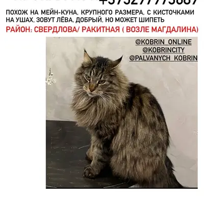 Пропал кот, домашний , подробн...